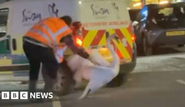 Person in an orange safety vest handling a swan near a vehicle in a car park at night.
