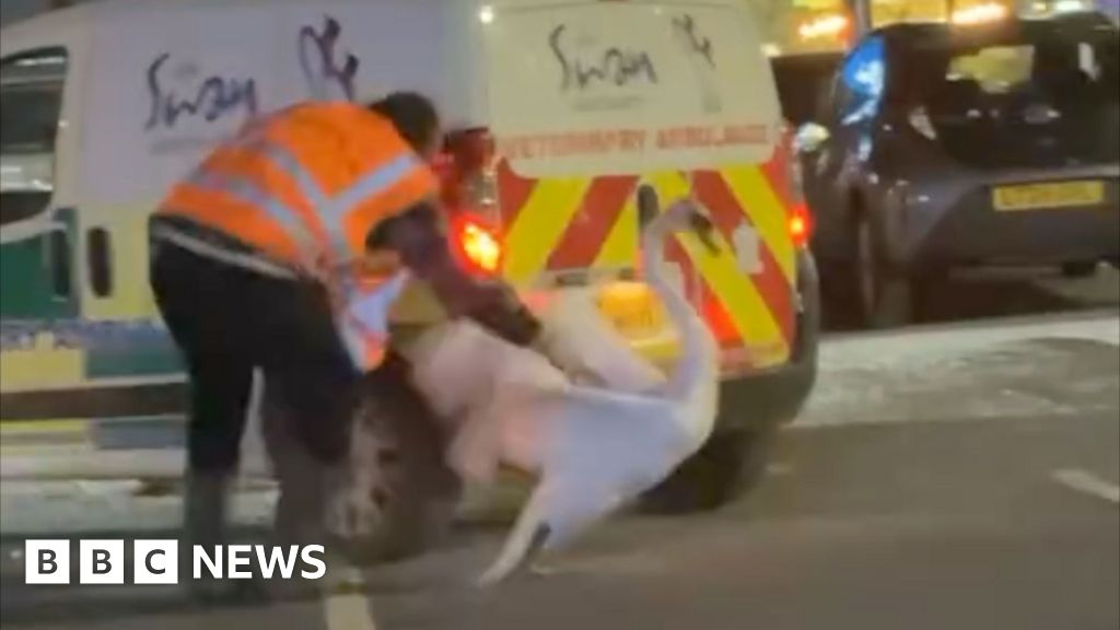 Person in an orange safety vest handling a swan near a vehicle in a car park at night.