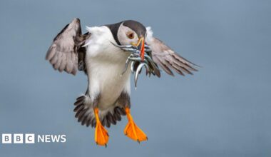 A puffin coming in to land. Its beak is full of small fish and its wings are outstretched.