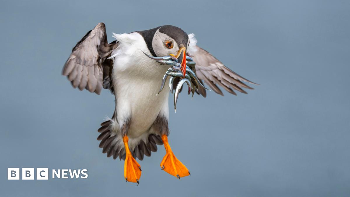 A puffin coming in to land. Its beak is full of small fish and its wings are outstretched.