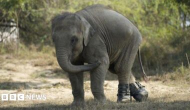 Three-year-old Bani, an Indian elephant walking through a grassy area with trees in the background. She has black boots on her hind feet.