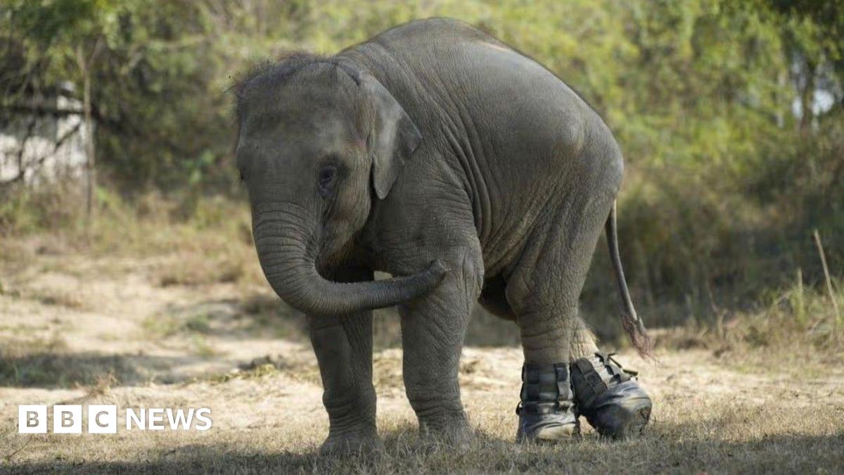 Three-year-old Bani, an Indian elephant walking through a grassy area with trees in the background. She has black boots on her hind feet.