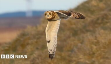 A short-eared owl in flight, its wings are outstretched and its head is looking to the side towards the camera with its prominent yellow eyes.