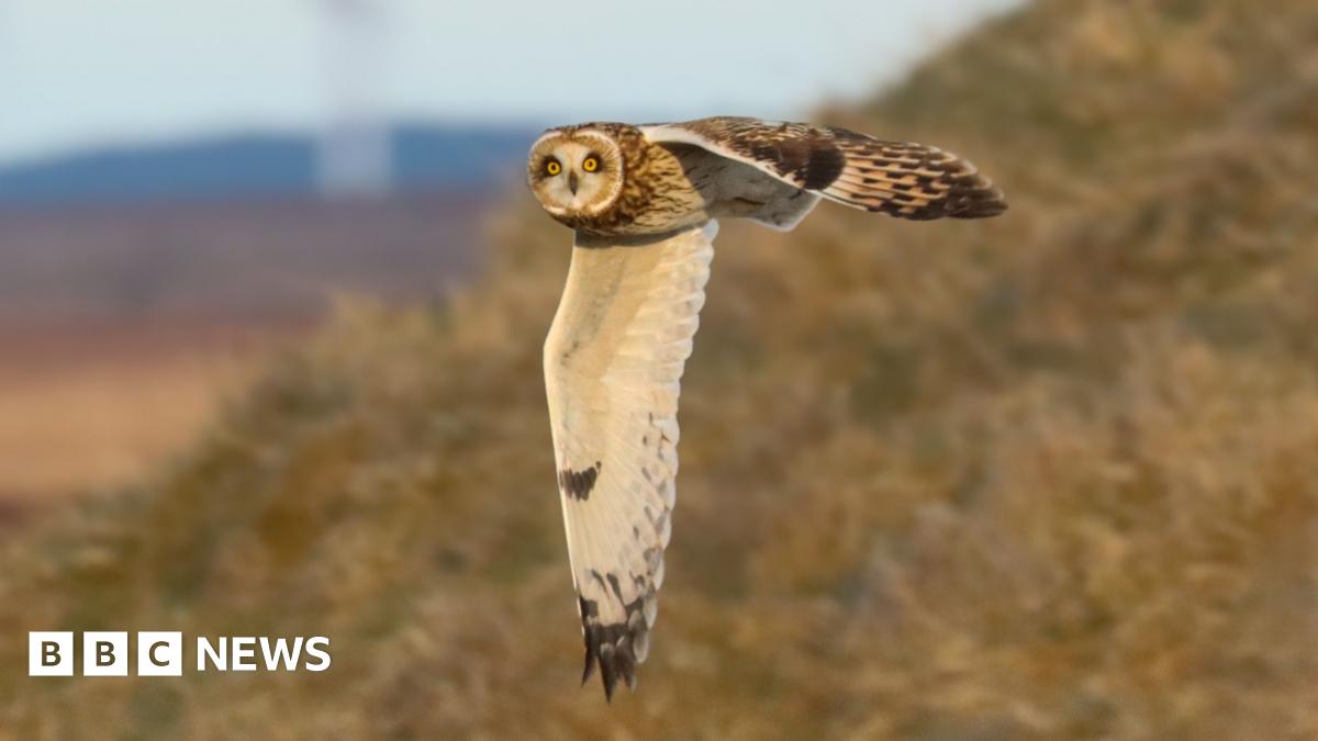 A short-eared owl in flight, its wings are outstretched and its head is looking to the side towards the camera with its prominent yellow eyes.