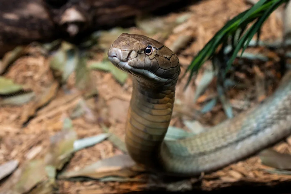 A king cobra moves through its enclosure at the reptile house in the Bronx Zoo.Credit: Andrew Lichtenstein/Corbis via Getty