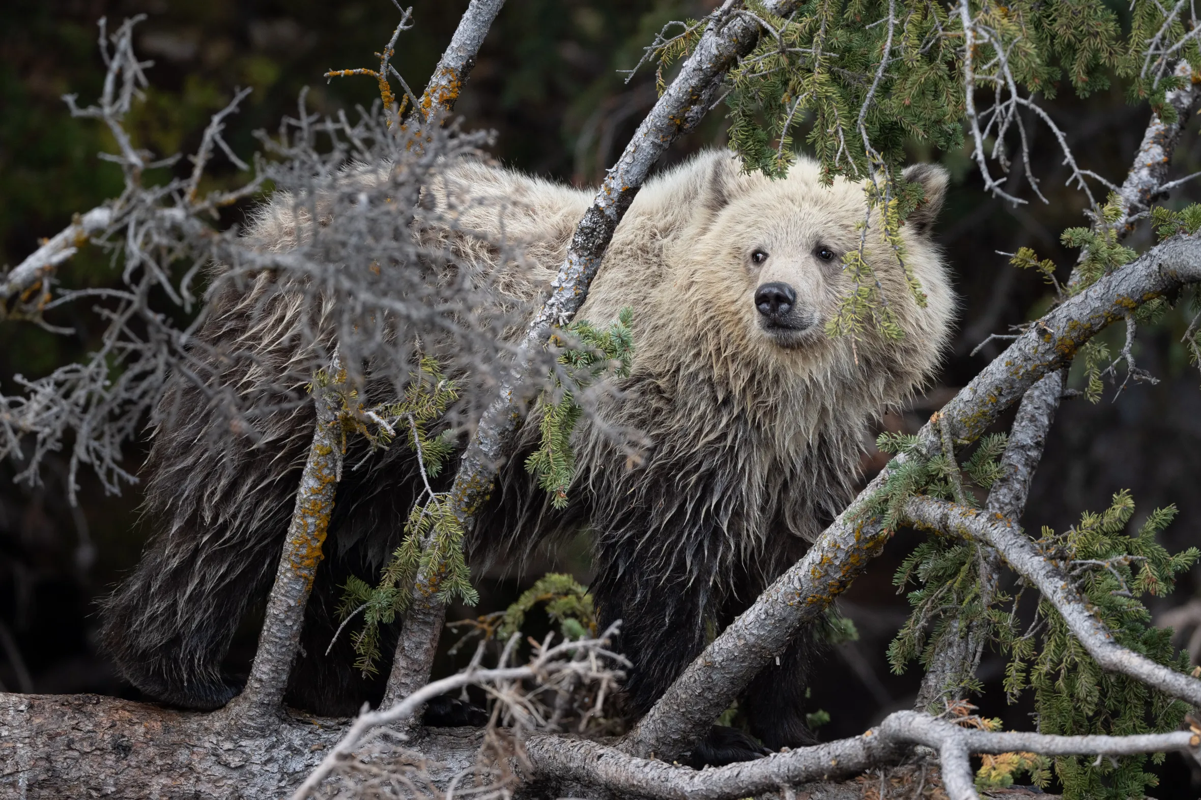 A young grizzly bear with light brown fur on its head and dark brown fur on its body, standing among tree branches, looking out from the cover of pine needles.
