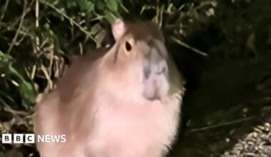 A slightly out-of-focus shot of Samba the capybara in the dark, illuminated fom the front by artifical light.