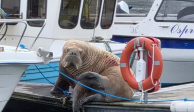 Magnus the walrus makes yet another Moray stop