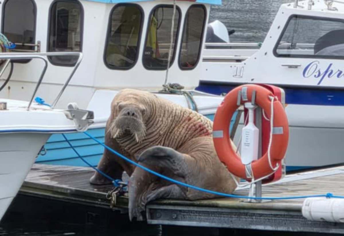 Magnus the walrus makes yet another Moray stop