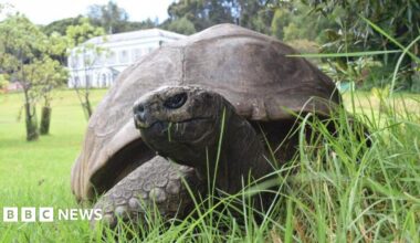 Jonathan, a large tortoise in grass