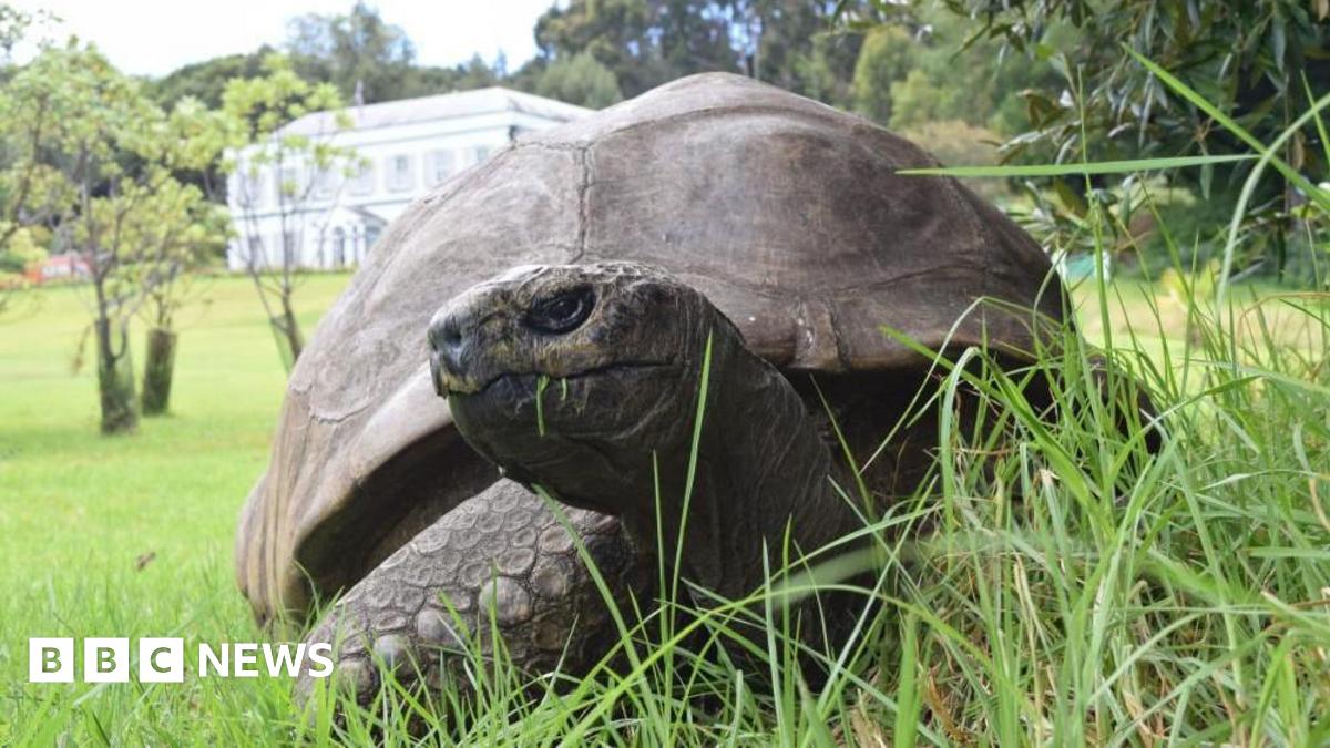 Jonathan, a large tortoise in grass