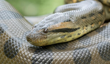 Insanely Strong Woman Carries Massive Anaconda Snake Without a Hitch