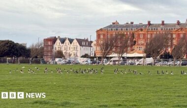 Southsea Common with fencing around a large area and a number of geese within it.