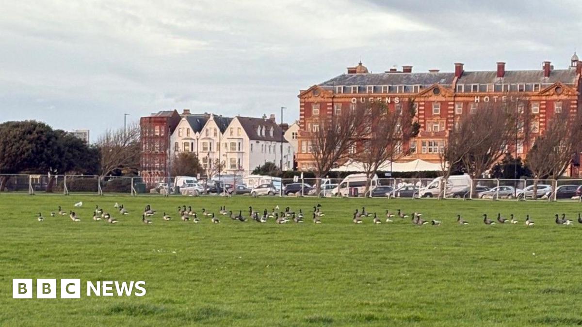 Southsea Common with fencing around a large area and a number of geese within it.
