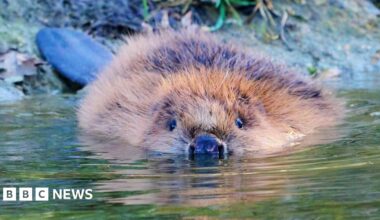 A brown beaver, with just it head and body, and then tail showing, swimming in water, and heading straight towards the camera. A bank is behind it.