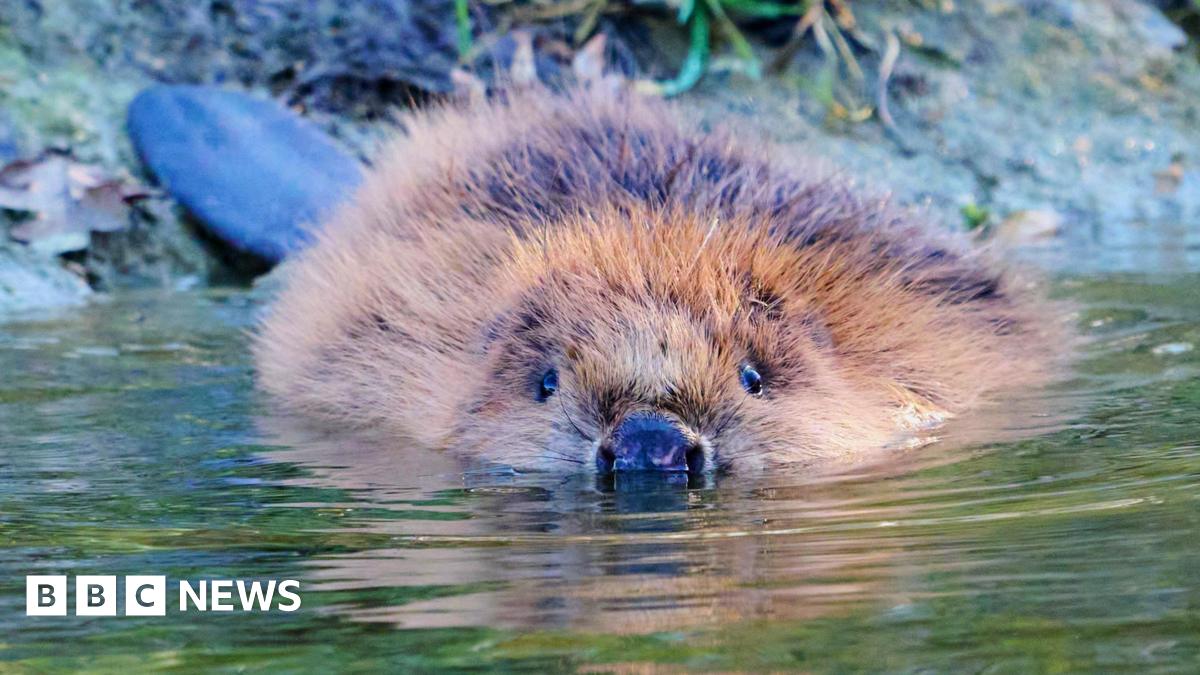 A brown beaver, with just it head and body, and then tail showing, swimming in water, and heading straight towards the camera. A bank is behind it.