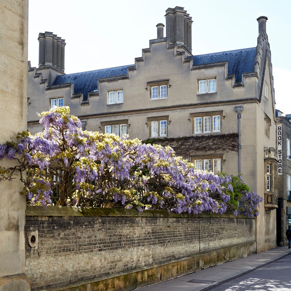 cambridge & surrounding areas. spring