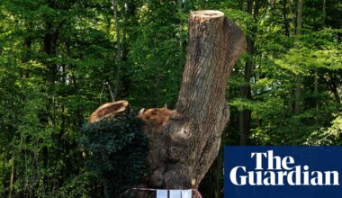 Contractor that cut back ancient oak in London park identified | London