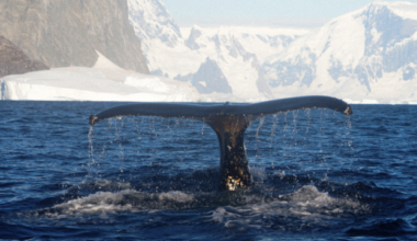 Ukrainian Antarctic expedition records close encounter with humpback whales