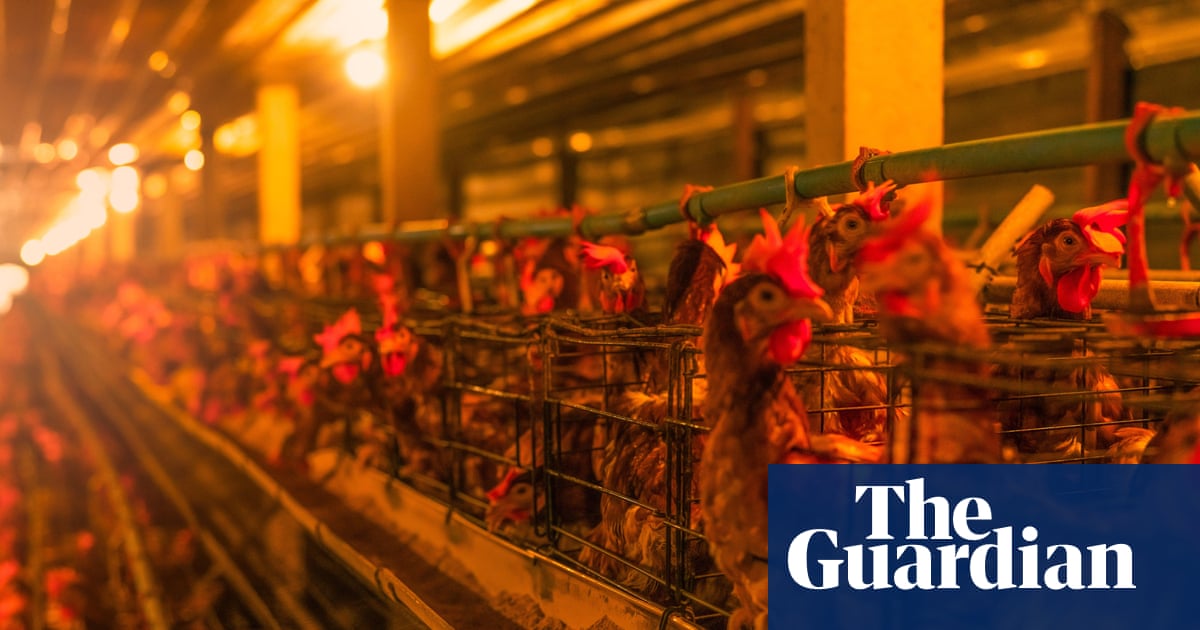 UK looks to relax planning rules for factory farms after industry lobbying | Farming