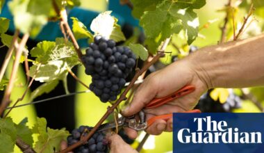 Growing knowledge, growing yield: British wine-making comes of age | Food & drink industry