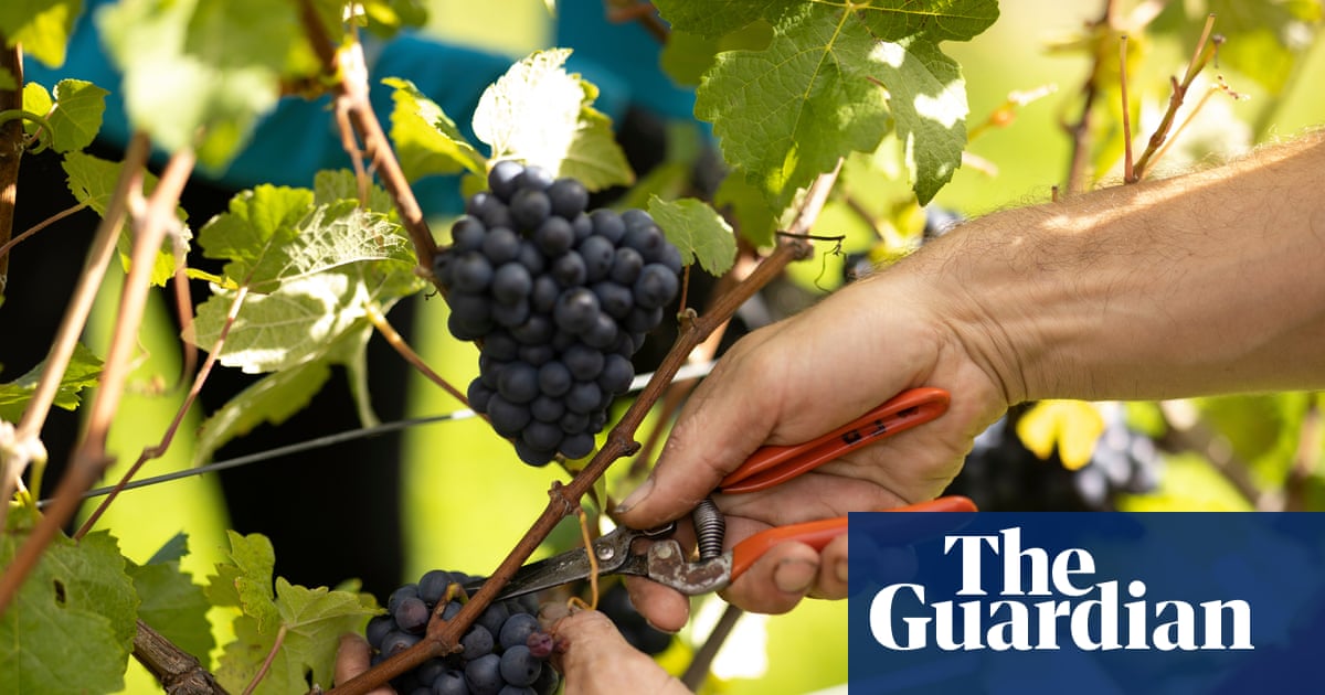 Growing knowledge, growing yield: British wine-making comes of age | Food & drink industry