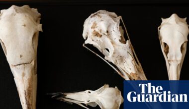 Scientists believe birds’ skulls hold clues to inner lives of long-extinct dinosaurs | Dinosaurs