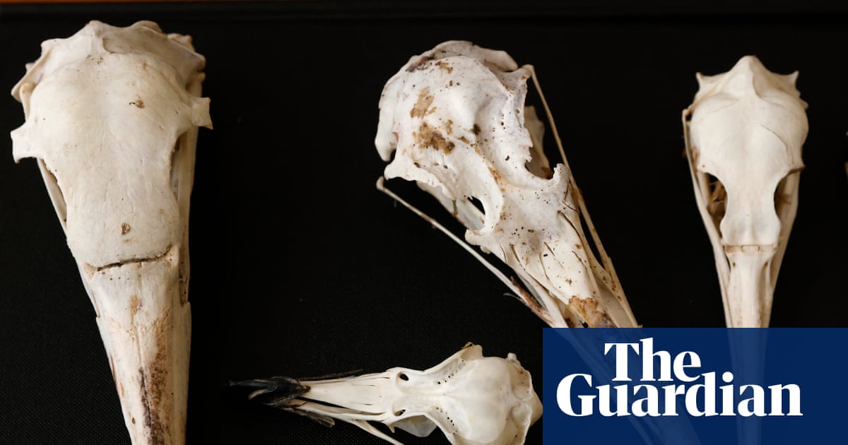 Scientists believe birds’ skulls hold clues to inner lives of long-extinct dinosaurs | Dinosaurs