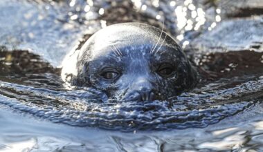 Experts warn humans face danger from killer seals eating UK dolphins | UK | News