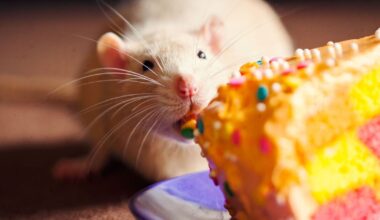 Urgent recall issued for 25 baked goods over ‘rodent contamination’ - full list | UK | News