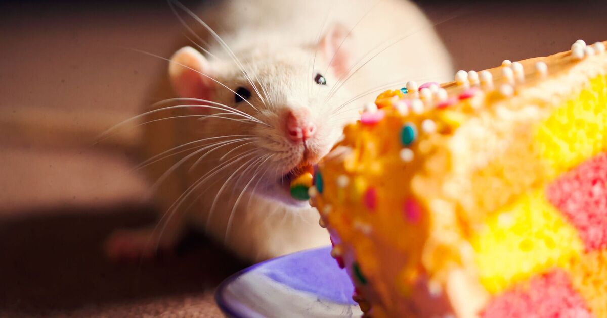 Urgent recall issued for 25 baked goods over ‘rodent contamination’ - full list | UK | News