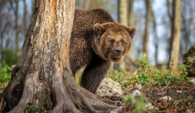 Rare Up-Close Video of Grizzly Bear's Face Has People in Awe