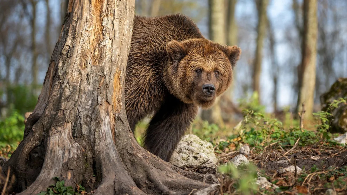 Rare Up-Close Video of Grizzly Bear's Face Has People in Awe