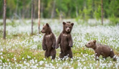 Up-Close Footage of Brown Bear Cubs Running Carefree on the Beach Is Mother Nature at Her Finest