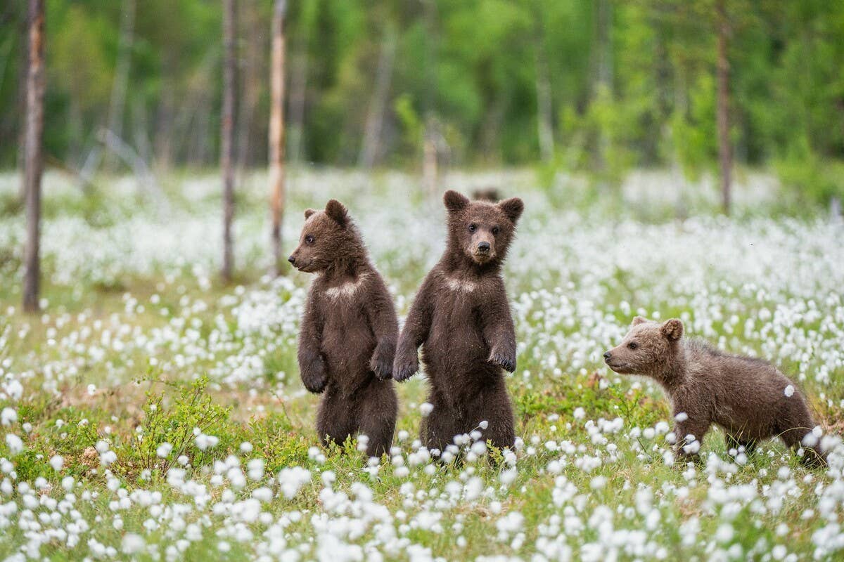 Up-Close Footage of Brown Bear Cubs Running Carefree on the Beach Is Mother Nature at Her Finest