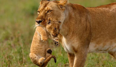 Watch a Lioness Gently Move Her Tiny Cub to Safety