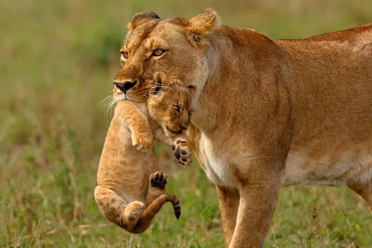 Watch a Lioness Gently Move Her Tiny Cub to Safety