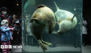 People crowding around a glass pipe with seals swimming inside
