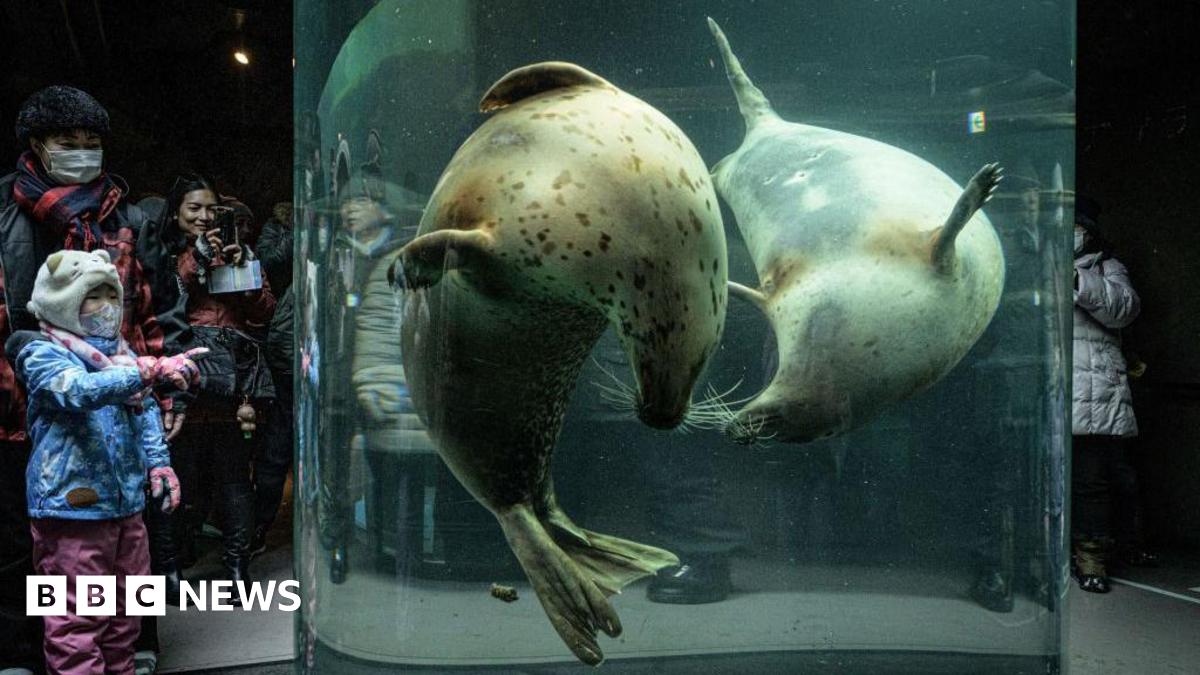 People crowding around a glass pipe with seals swimming inside