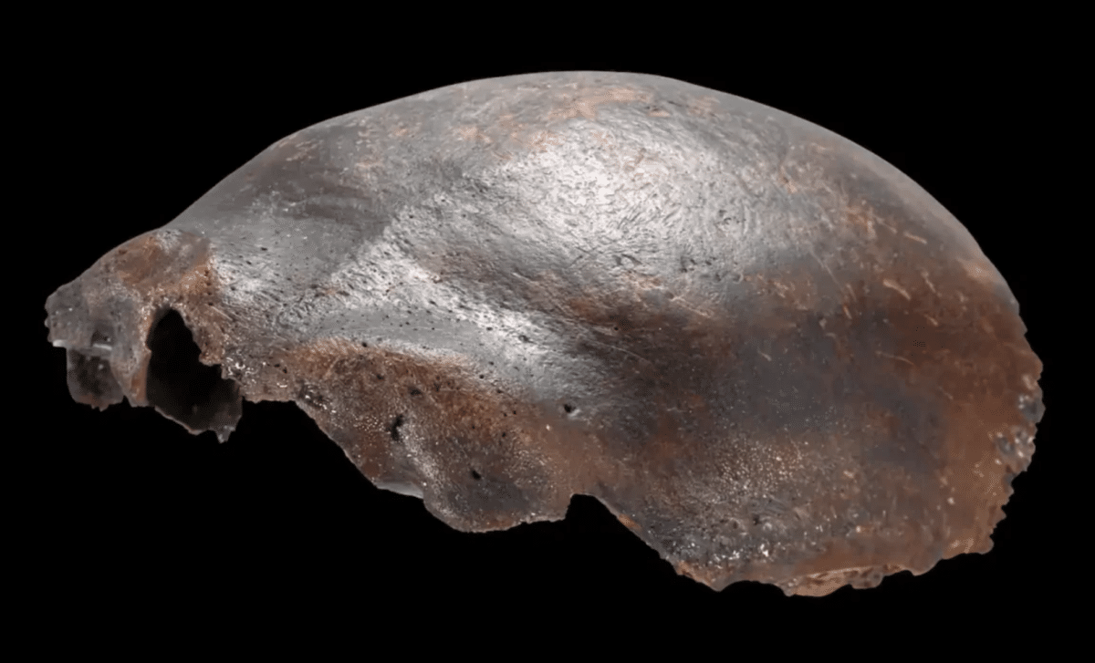 7,500 Year Old Skull Thought To Be A Rare Human Neanderthal Hybrid Turns Out To Be Something Far Less Mysterious
