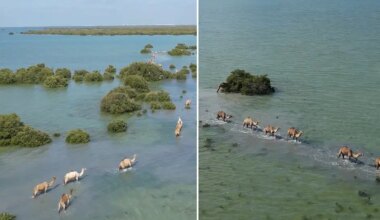 Watch: Breathtaking video of camels passing through Umm Al Quwain sea goes viral