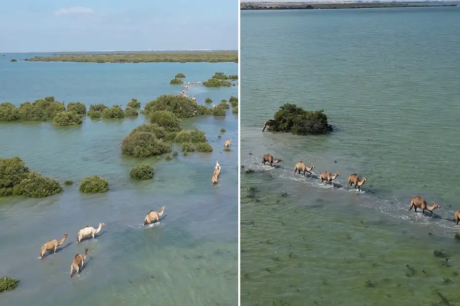 Watch: Breathtaking video of camels passing through Umm Al Quwain sea goes viral