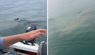 Victorian fishermen encounter huge great white shark near Robe Island, SA