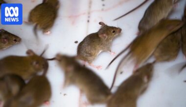 Mouse plague fears deepen as chemical regulator rejects CSIRO bait research