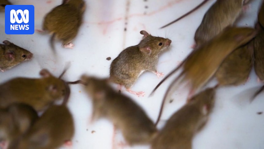 Mouse plague fears deepen as chemical regulator rejects CSIRO bait research