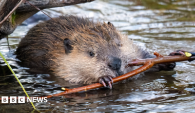 A beaver in water