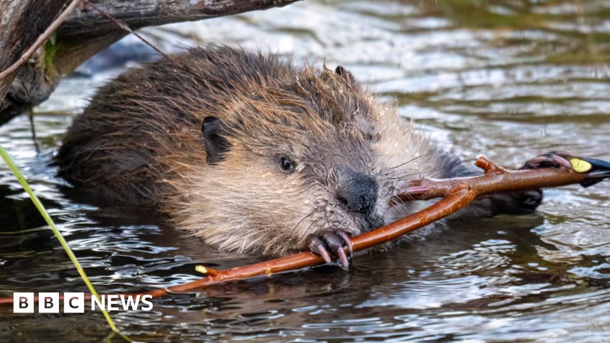 A beaver in water