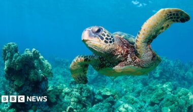 A green sea turtle is pictured swimming underwater above some coral.