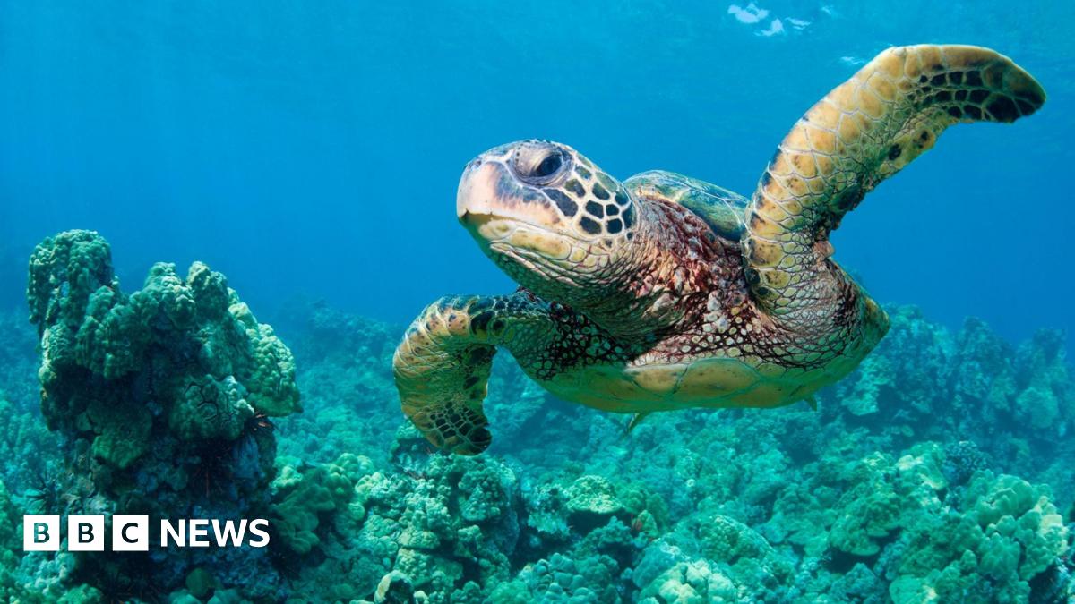 A green sea turtle is pictured swimming underwater above some coral.