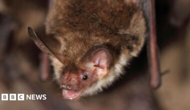 A Bechstein's bat. It is small, brown and fluffy, with big ears and small black eyes. It is hanging upside down with its mouth open.